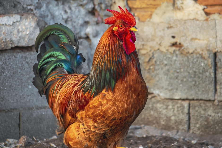 gallo-4752992_1280.jpg gallo-4752992_1280.jpg