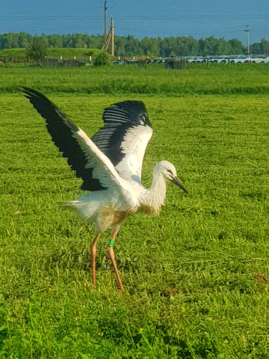 Мужчина спасает аистов 14.jpg Мужчина спасает аистов 14.jpg