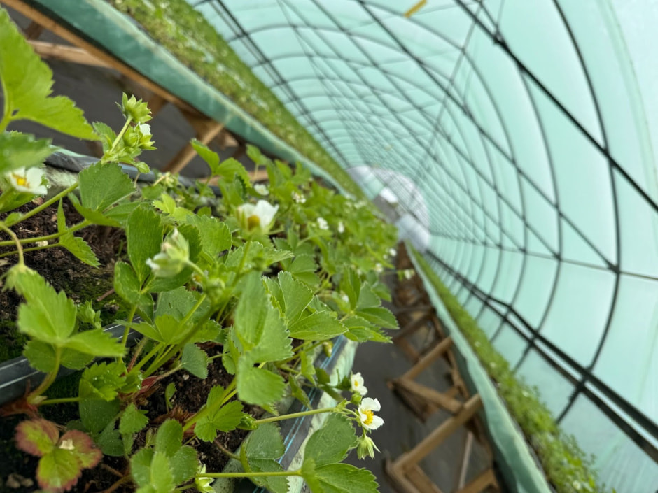 14-Теплица с клубникой.jpg