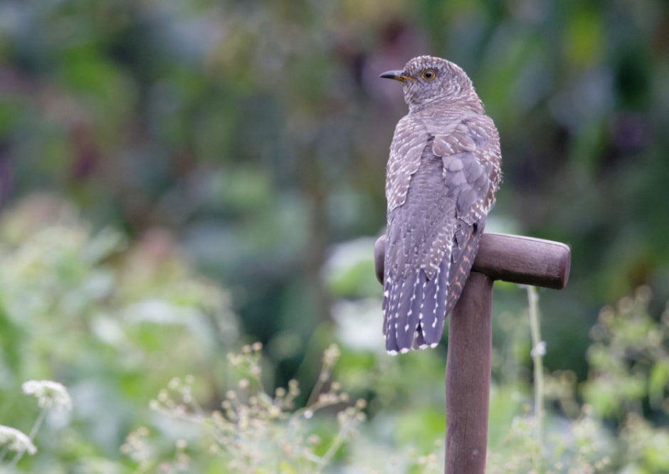 Зачем кукушка подрасывает яйца 8.jpg