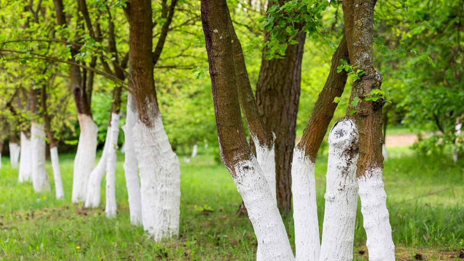 Побелка деревьев 1.jpg Побелка деревьев 1.jpg