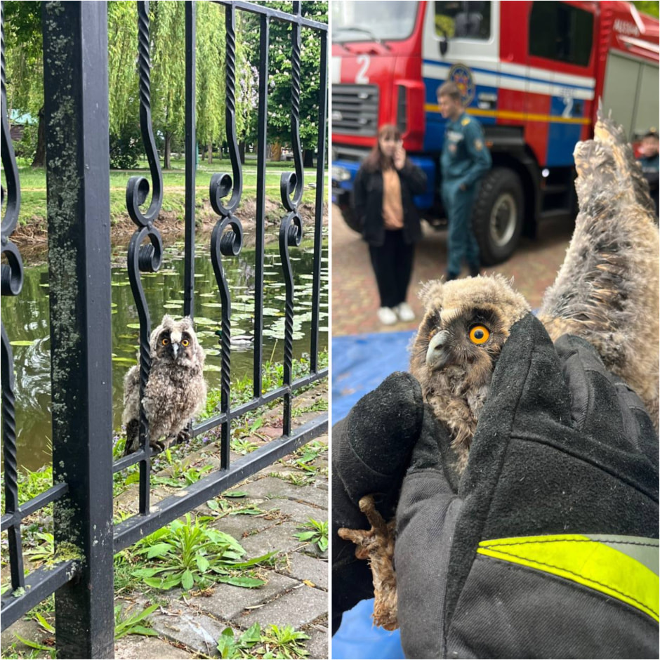 Совенка спасли в Бресте 