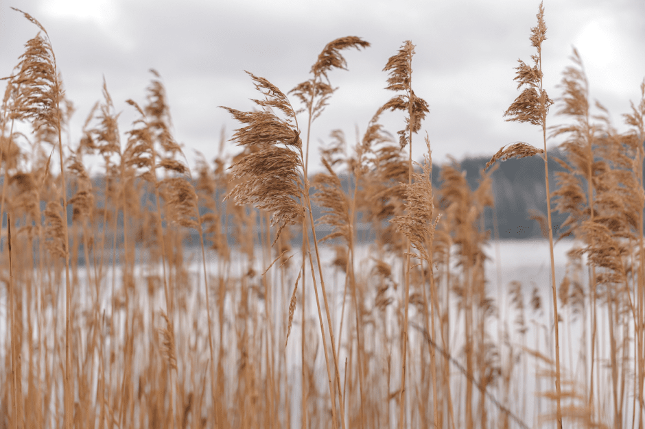 Семья Горчаковых драники 7.png