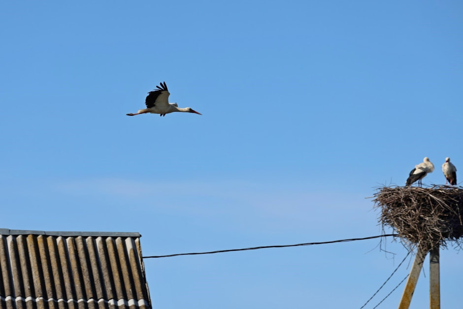 Аисты в деревне Малешев 14.jpg