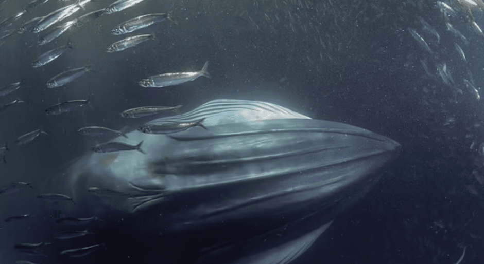 Ученые разгадали тайну загадочных звуков из глубин Марианской впадины (4).png Ученые разгадали тайну загадочных звуков из глубин Марианской впадины (4).png