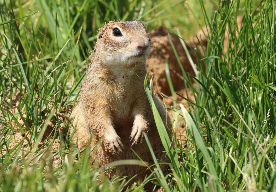 суслик в траве