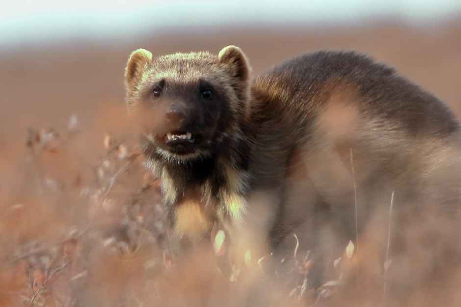 Росомаха 3.jpg