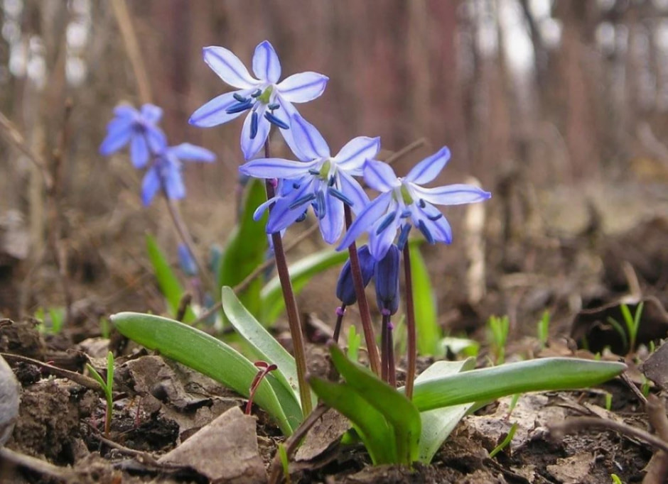 луковичные12.jpg луковичные12.jpg