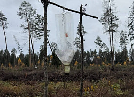 “Рукомойник, лесной душ?”: минчанка нашла странное сооружение из палок и бутылки в лесу 
