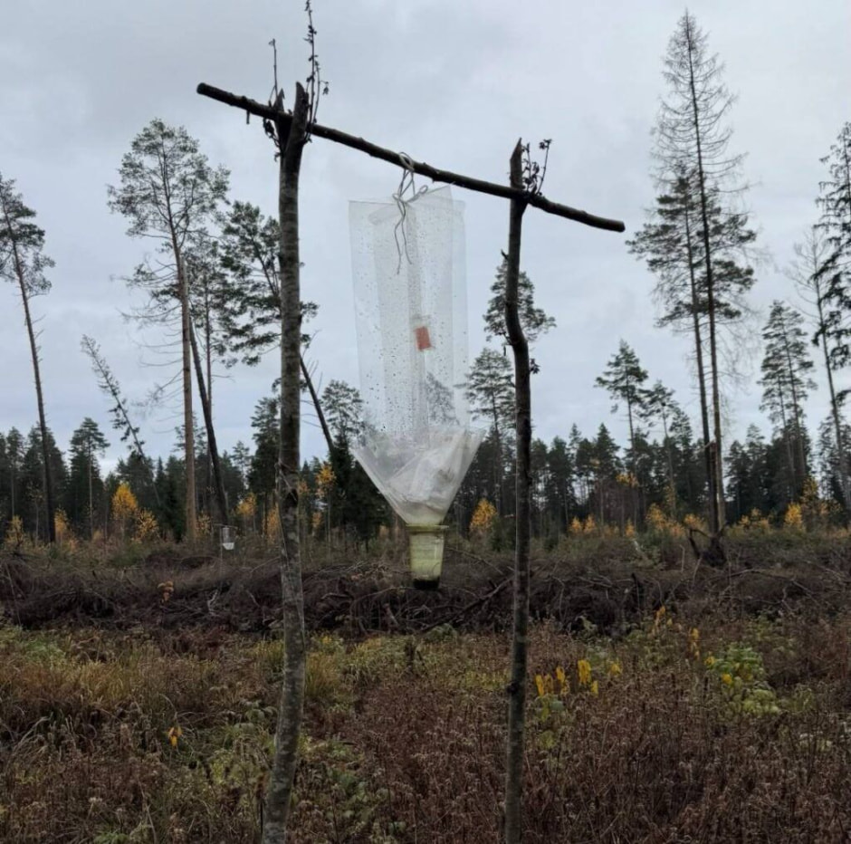 ловушка ловушка.jpg