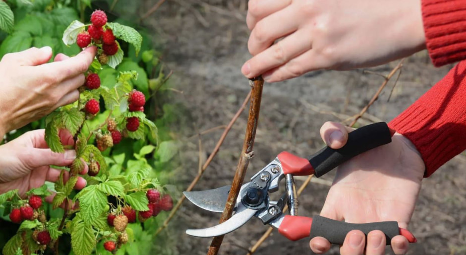 Малина в июне