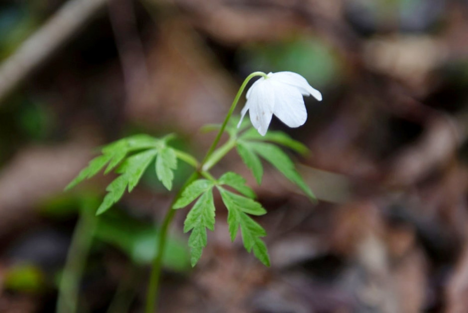 Проводник по болоту Кася 17.jpg