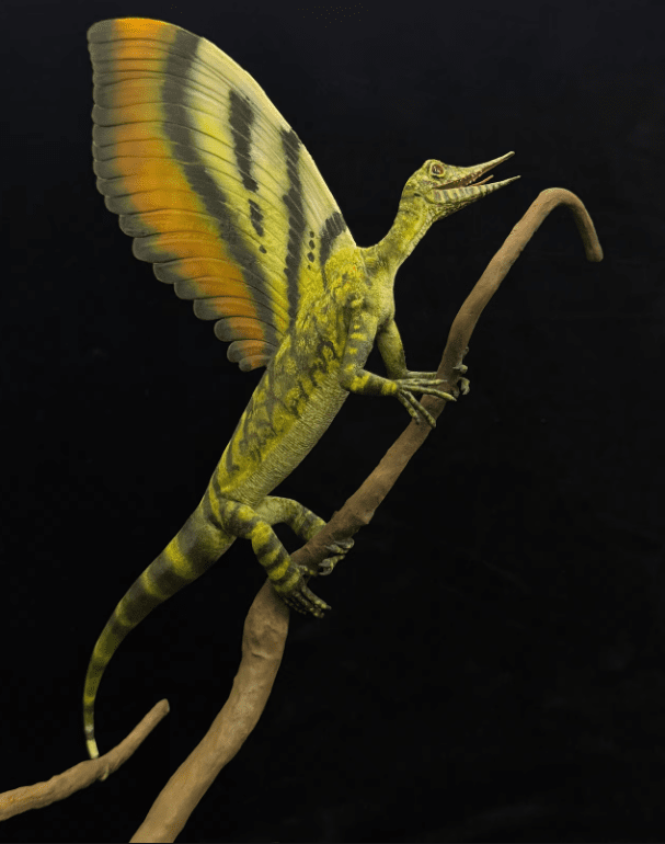 Модель Mirasaura grauvogeli