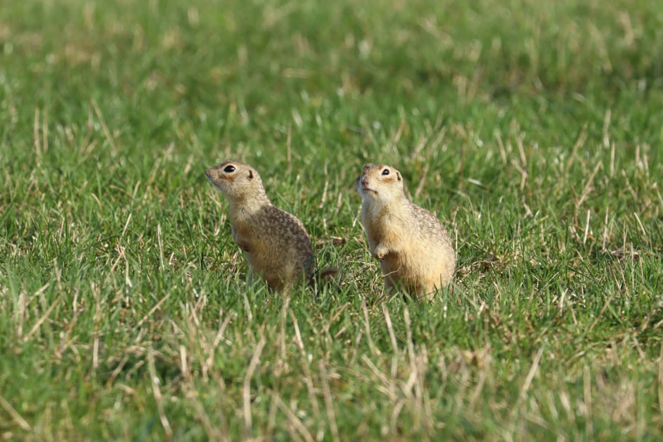 Белорусские суслики в депрессии 5.jpg