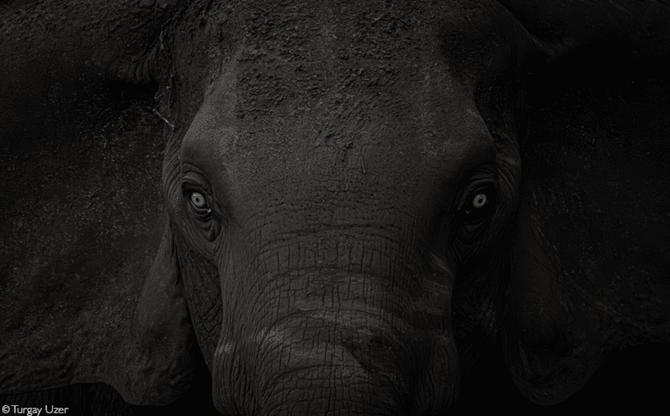 Африка-слон атакует