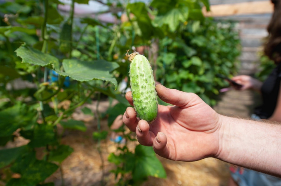 Семья Лой 20 лет выращивает огурцы и помидоры 21.jpg