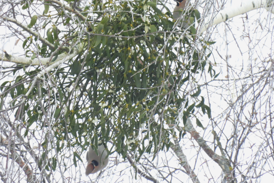 Свиристель 4.png