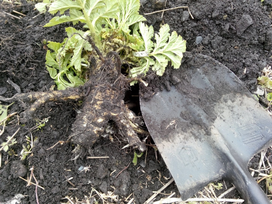 Борщевик Сосновского 8.jpg