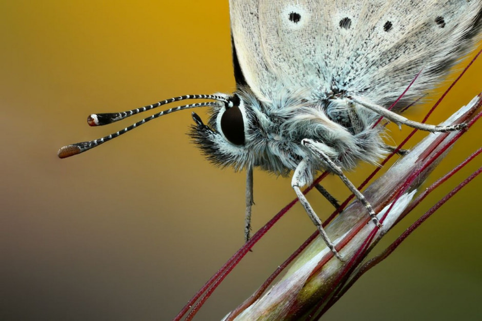 Фотограф насекомых 4.jpg