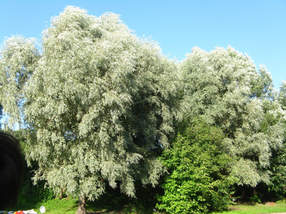 Ива белая.jpg