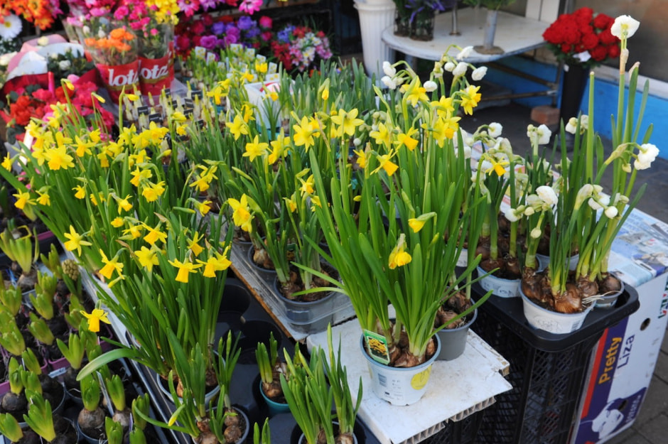 Цветы на Комаровке 19.jpg