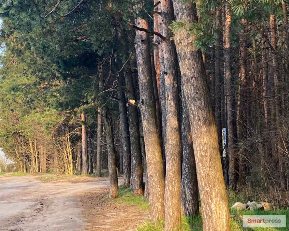 весна лес сосны деревья (2).jpg