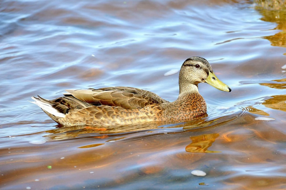 Самец кряквы летом.jpg