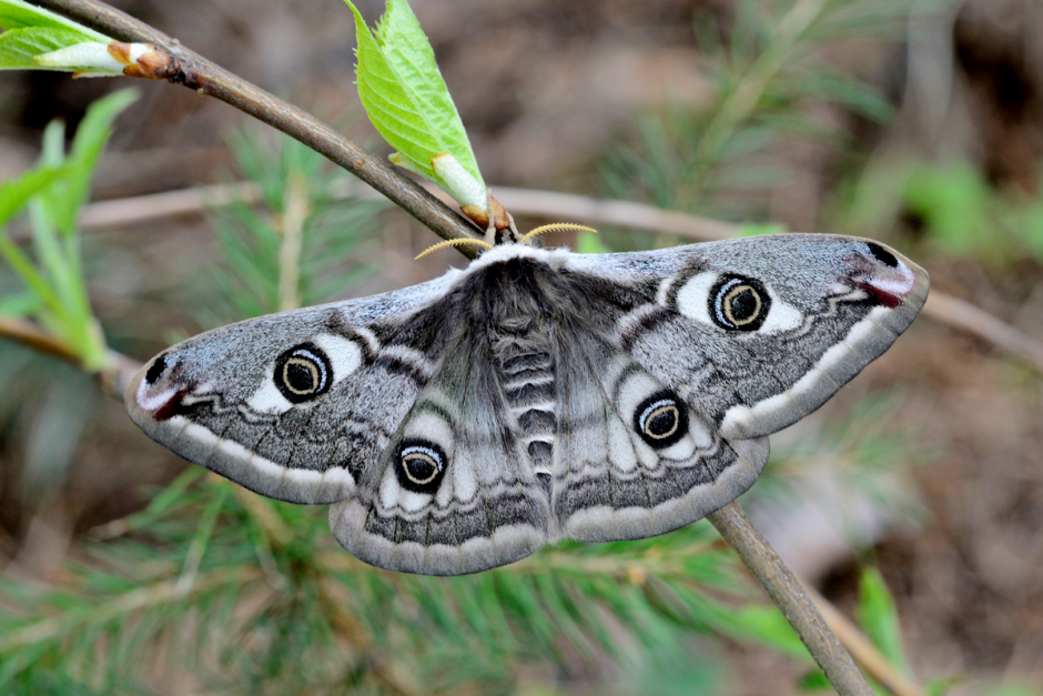 Где зимуют насекомые 8.png