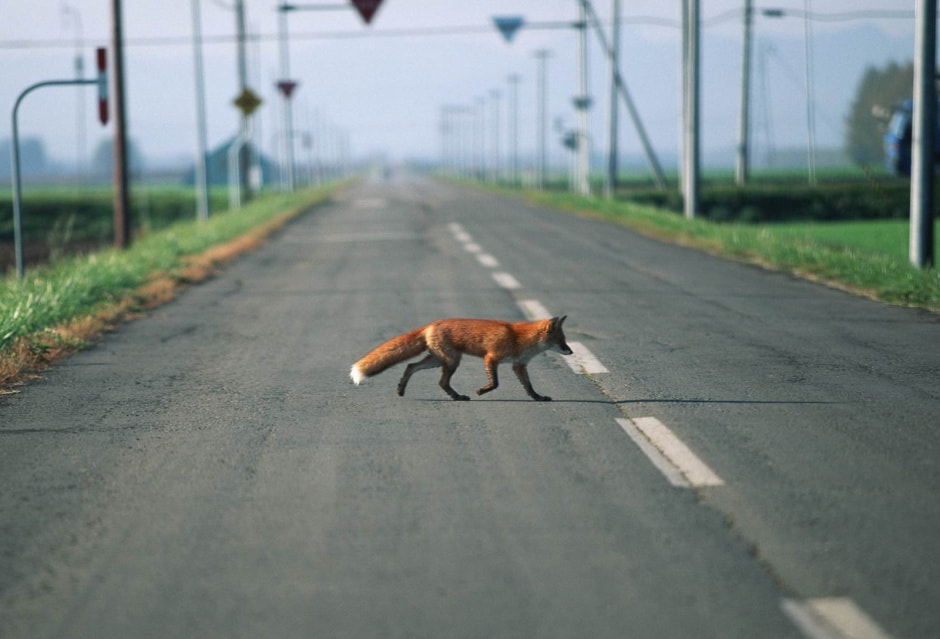 Экодуки и тоннели для животных 4.jpg