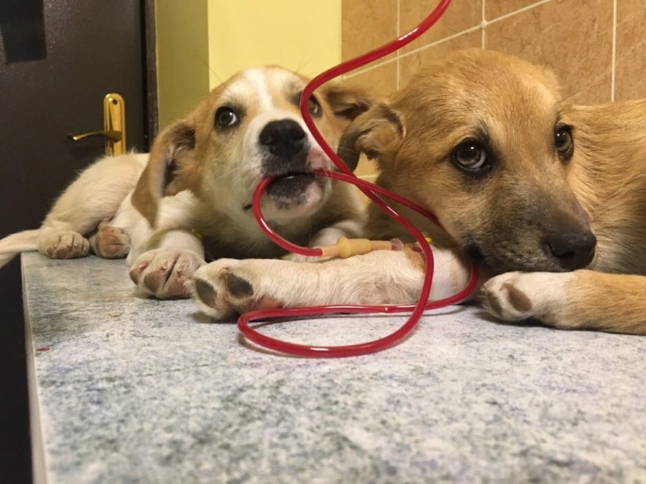 Как защитить собаку от пироплазмоза 1.jpg