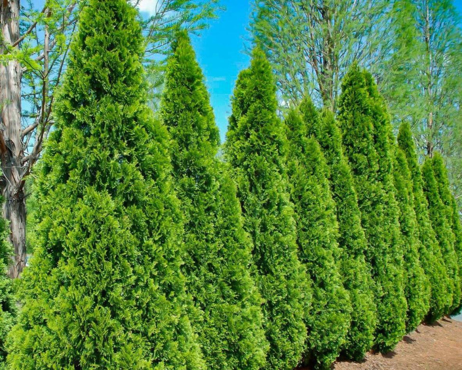 Хвойные на даче