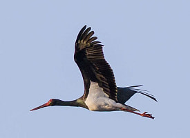 Черный аист вернулся, суслик проснулся: весна в Беларуси набирает обороты