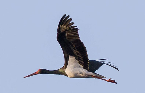 Черный аист вернулся, суслик проснулся: весна в Беларуси набирает обороты