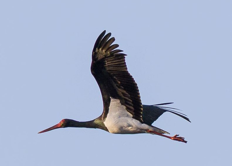 Черный аист.jpg