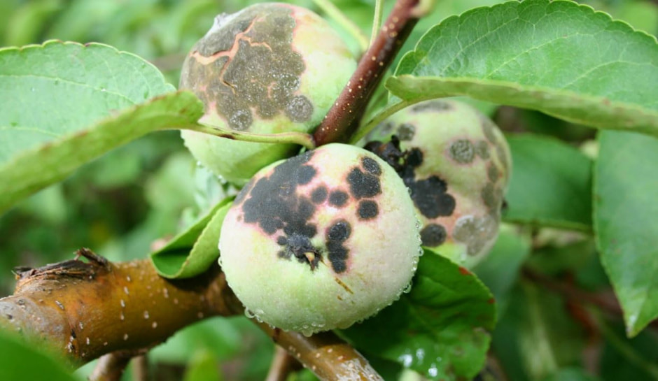 грибок на яблоках грибок на яблоках