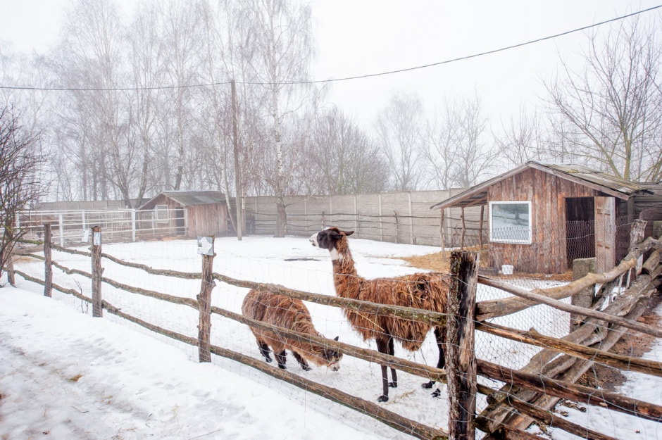 Юрий Карпилович и его зоопарк в Подгае 21.jpg