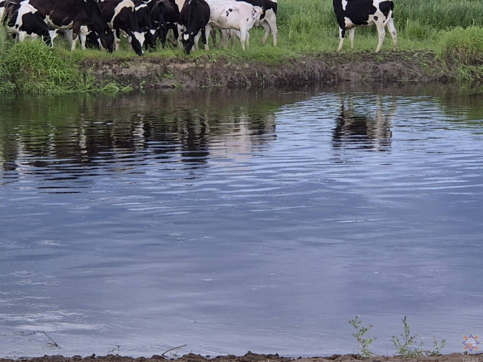 Коровы на берегу.jpg