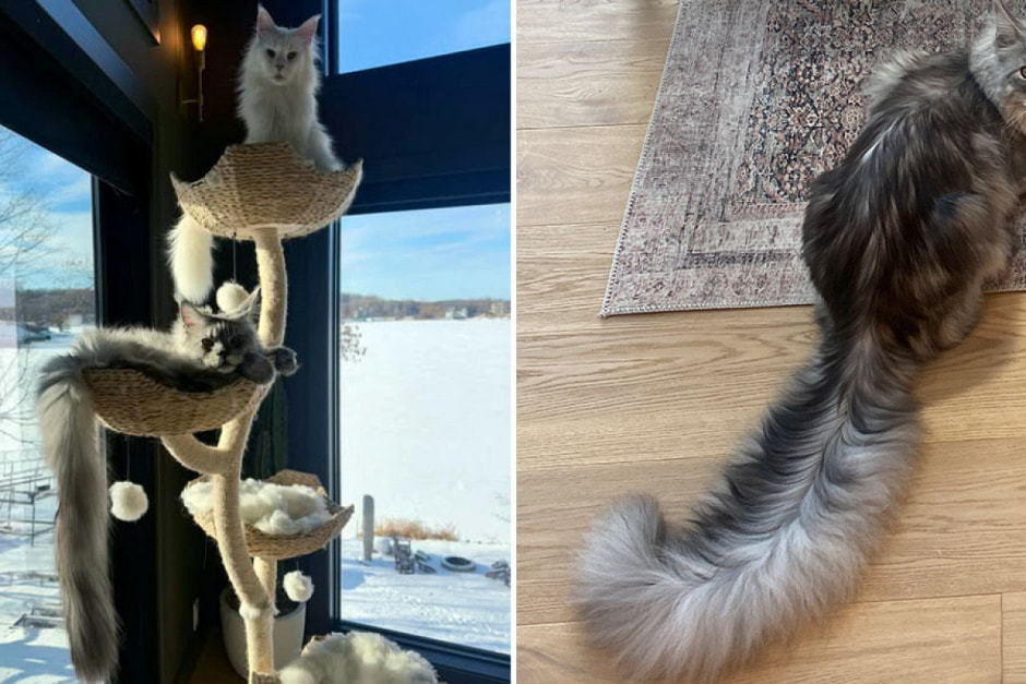 Кот попал в Книгу рекордов Гиннесса.jpg