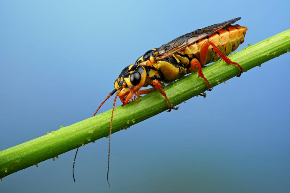 Макрофото насекомых 9.png