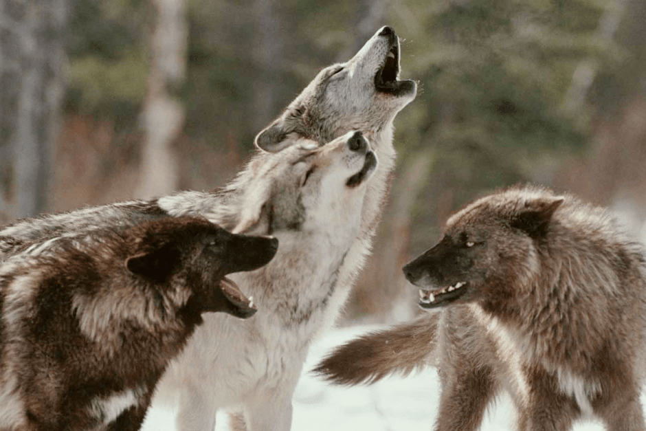 Волки 4.png