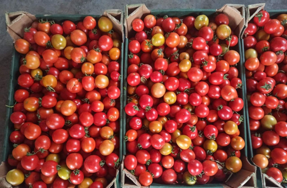 Помидоры ШениОвощ