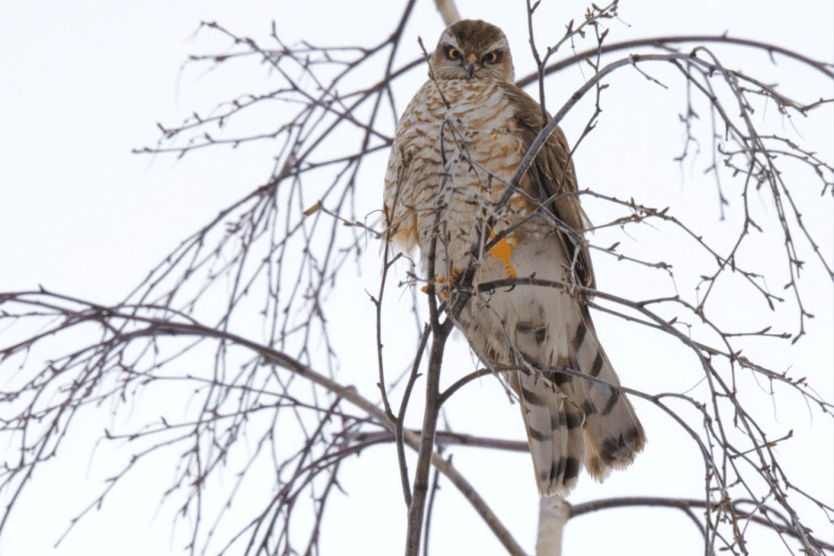 Хищные птицы Беларуси 12-1.png