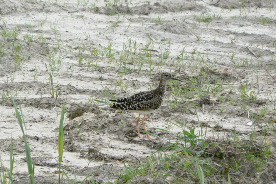 Турухтаны 10.png