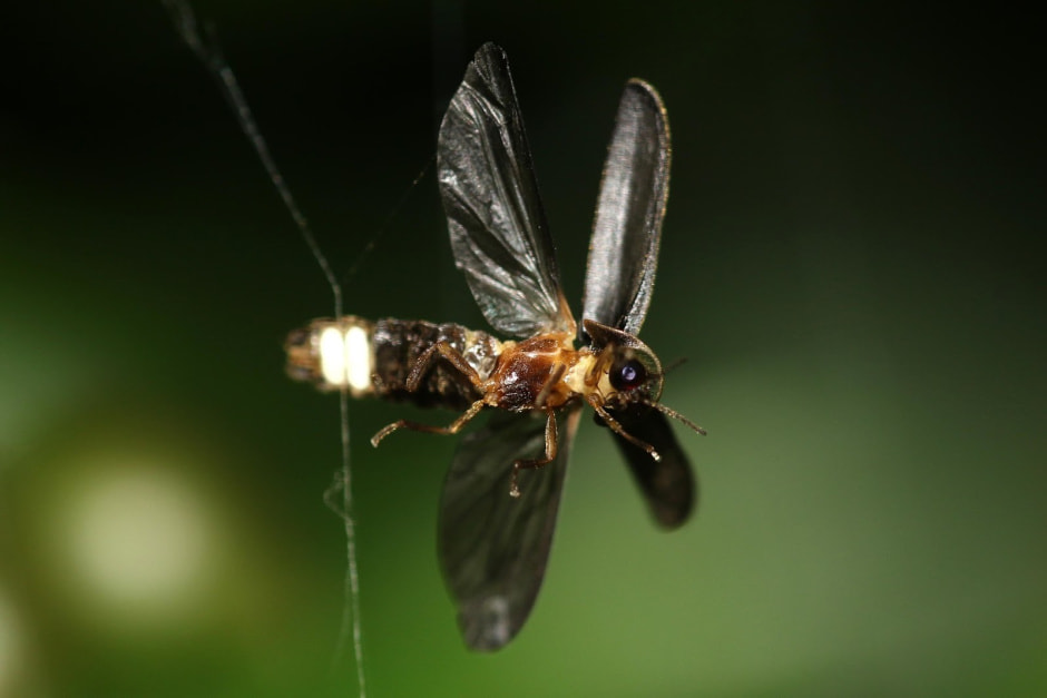 6-Жук-светляк Lamprohiza splendidula.jpg