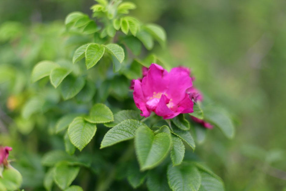 Фиточаи Калина 14.jpg