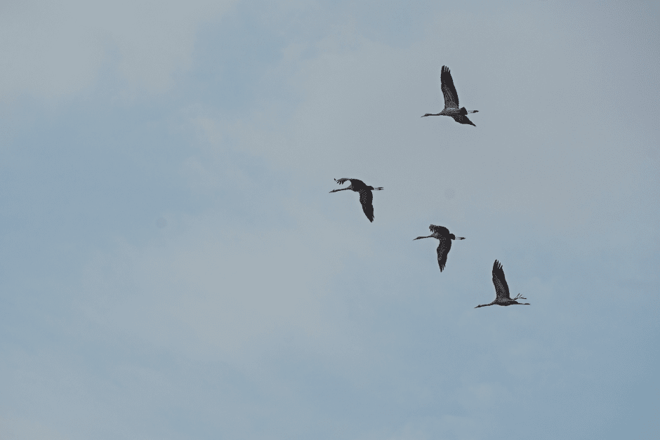 Серые журавли и Ельня 5.png