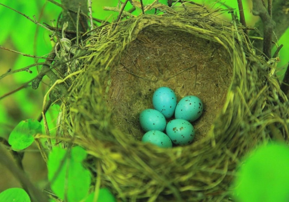 Яйца диких птиц 4.jpg