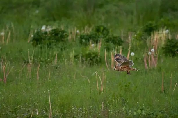 ушастая сова
