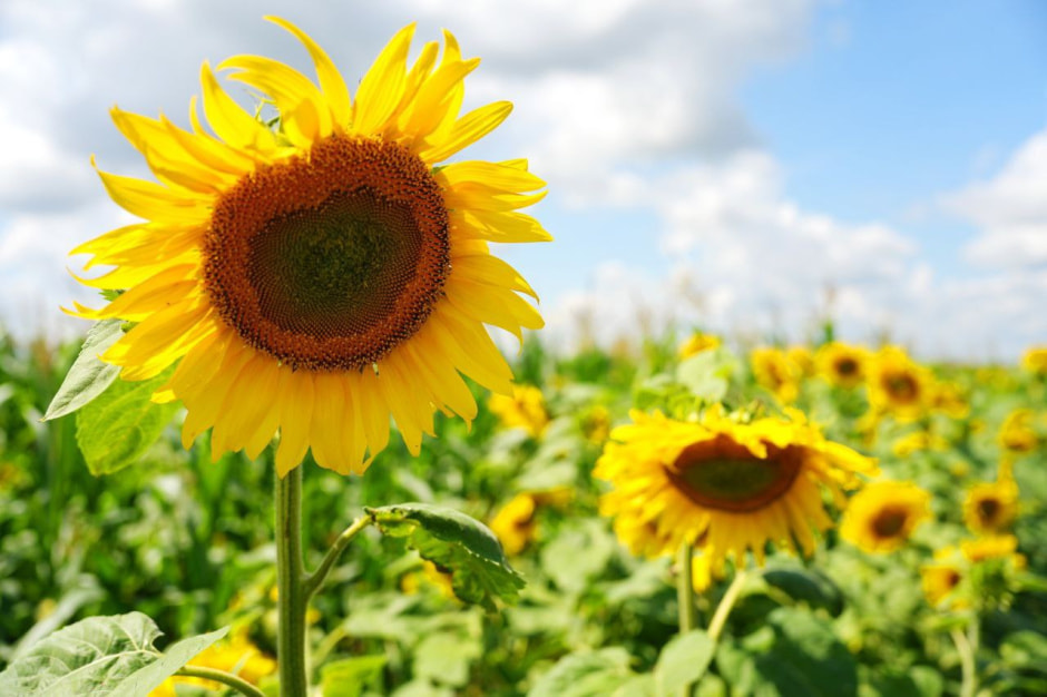Лето подсолнухи