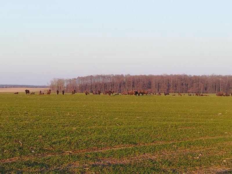 зубры стадо.jpg